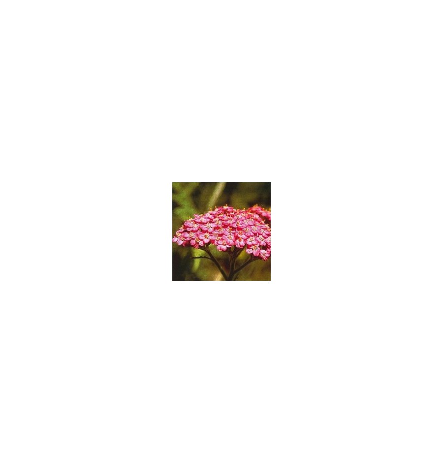 Achillée Rose élixir
