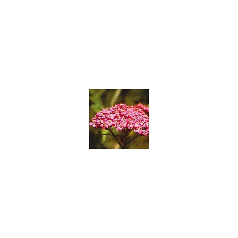 Achillée Rose* Achillée Rose*