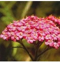 Achillée Rose* Achillée Rose*