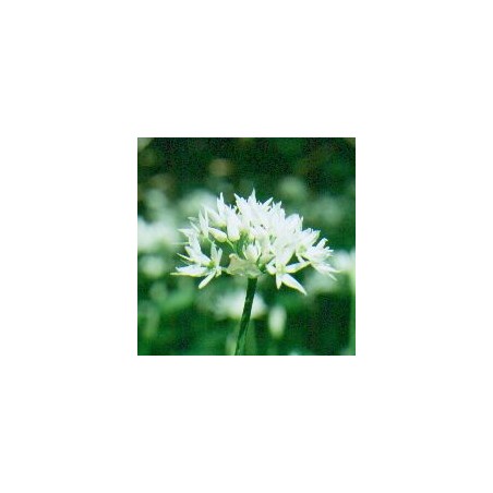 Ail des Ours*