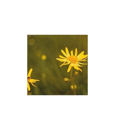 Arnica*