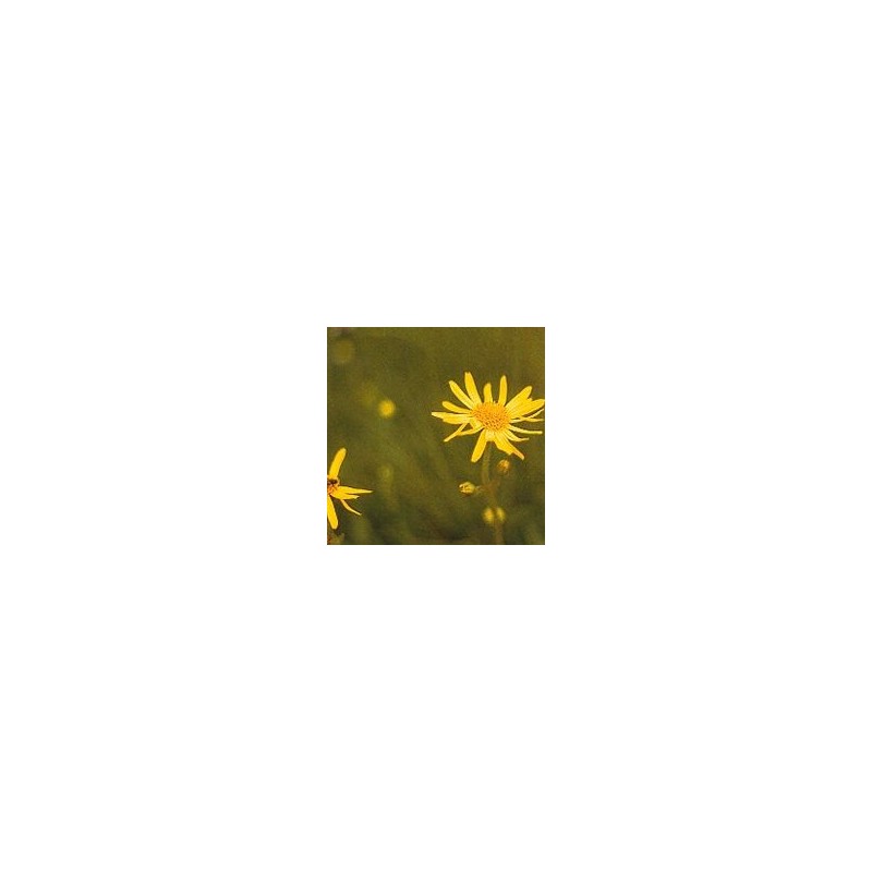 Arnica*