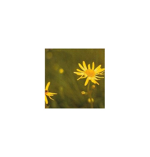 Arnica*
