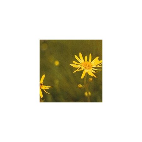 Arnica*