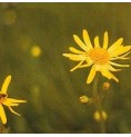Arnica élixir