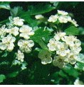 Aubépine élixir
