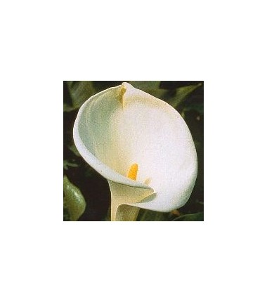 Calla*