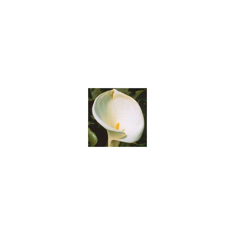 Calla* Calla*