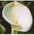 Calla* Calla*