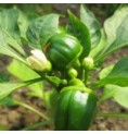Cayenne* Cayenne*