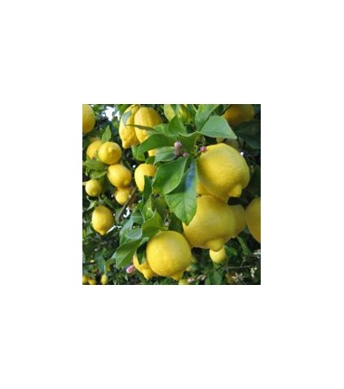 Citronnier*