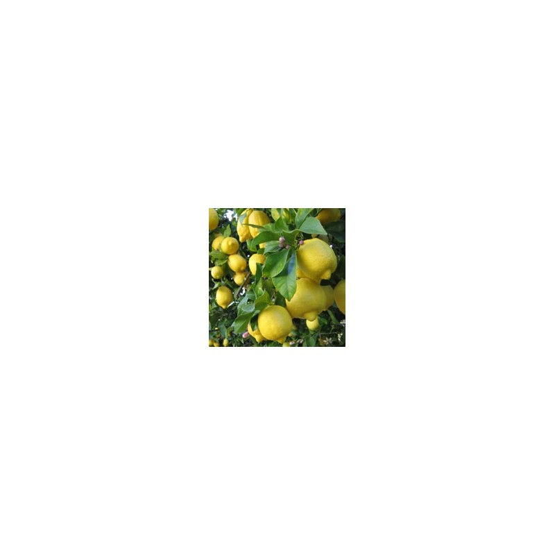 Citronnier* Citronnier*