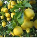 Citronnier* Citronnier*