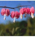 Coeur de Marie*