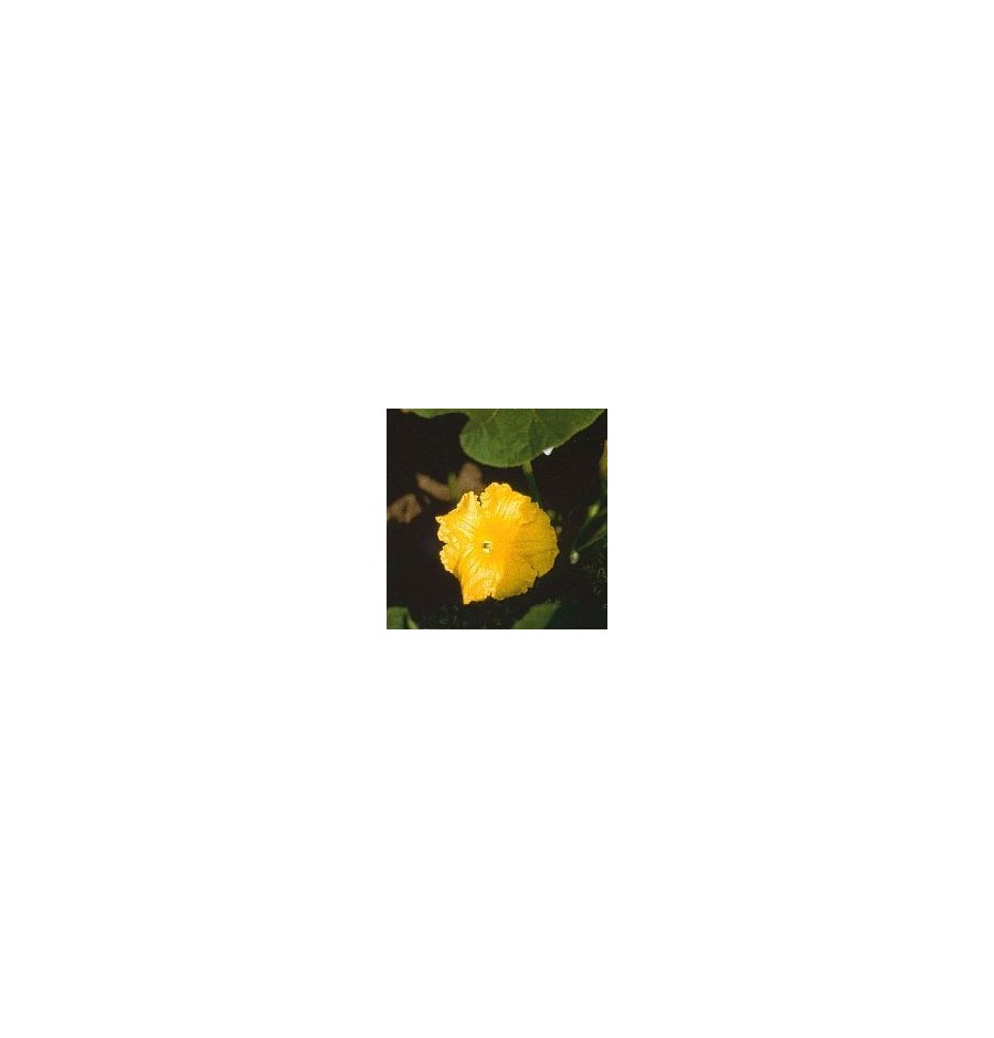 Courgette élixir