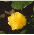 Courgette élixir