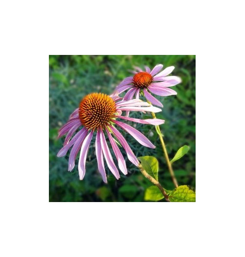Echinacée*
