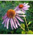 Echinacée élixir Echinacée élixir
