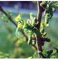Gingko Biloba* Gingko Biloba*