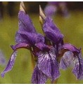 Iris*
