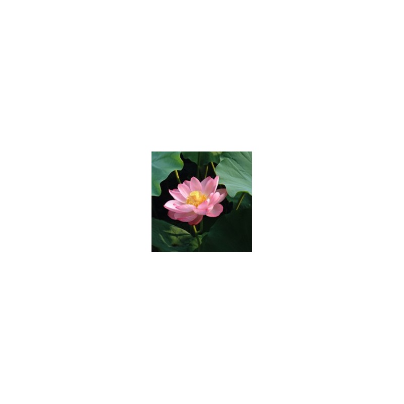 Lotus* Lotus*