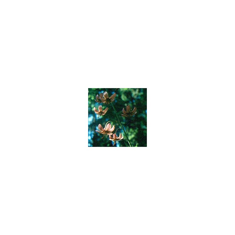 Lys Martagon* Lys Martagon*