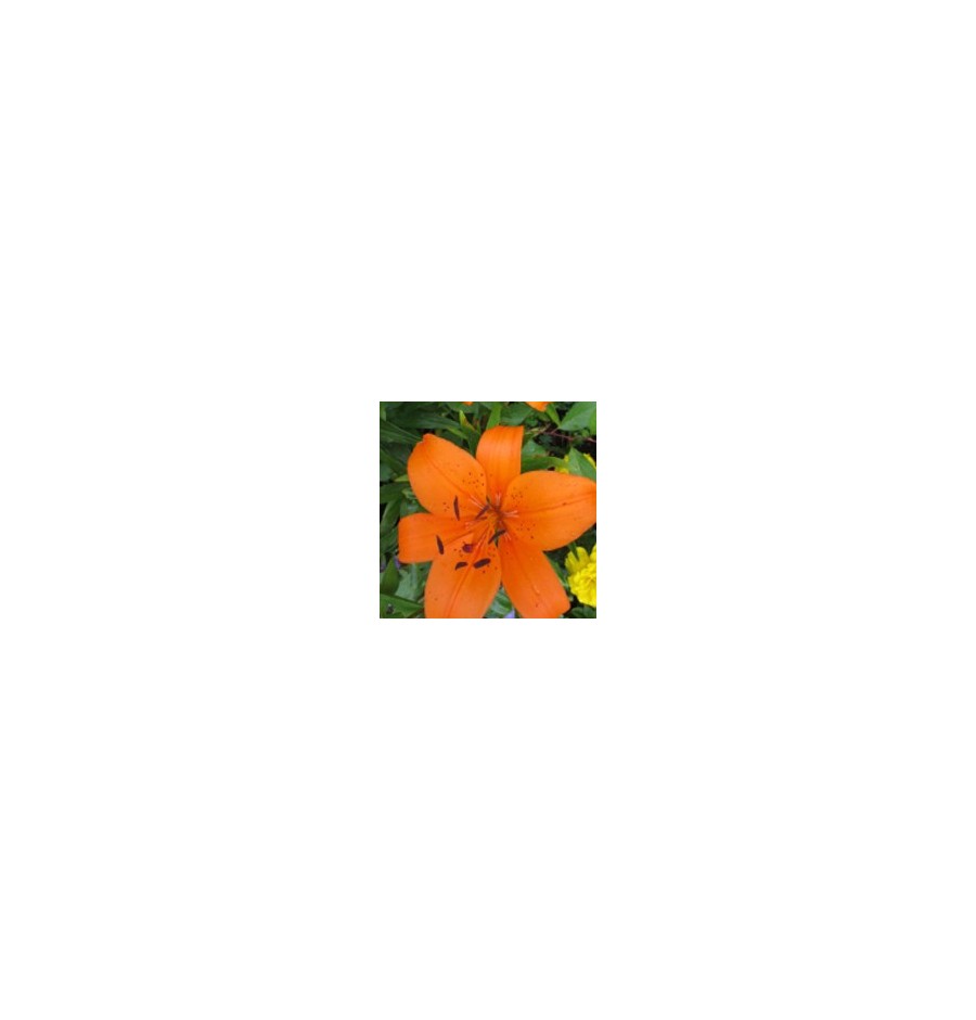 Lys Orange élixir