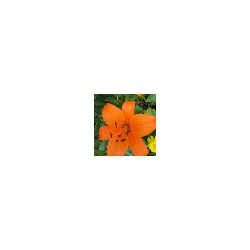 Lys Orange* Lys Orange*