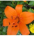 Lys Orange élixir
