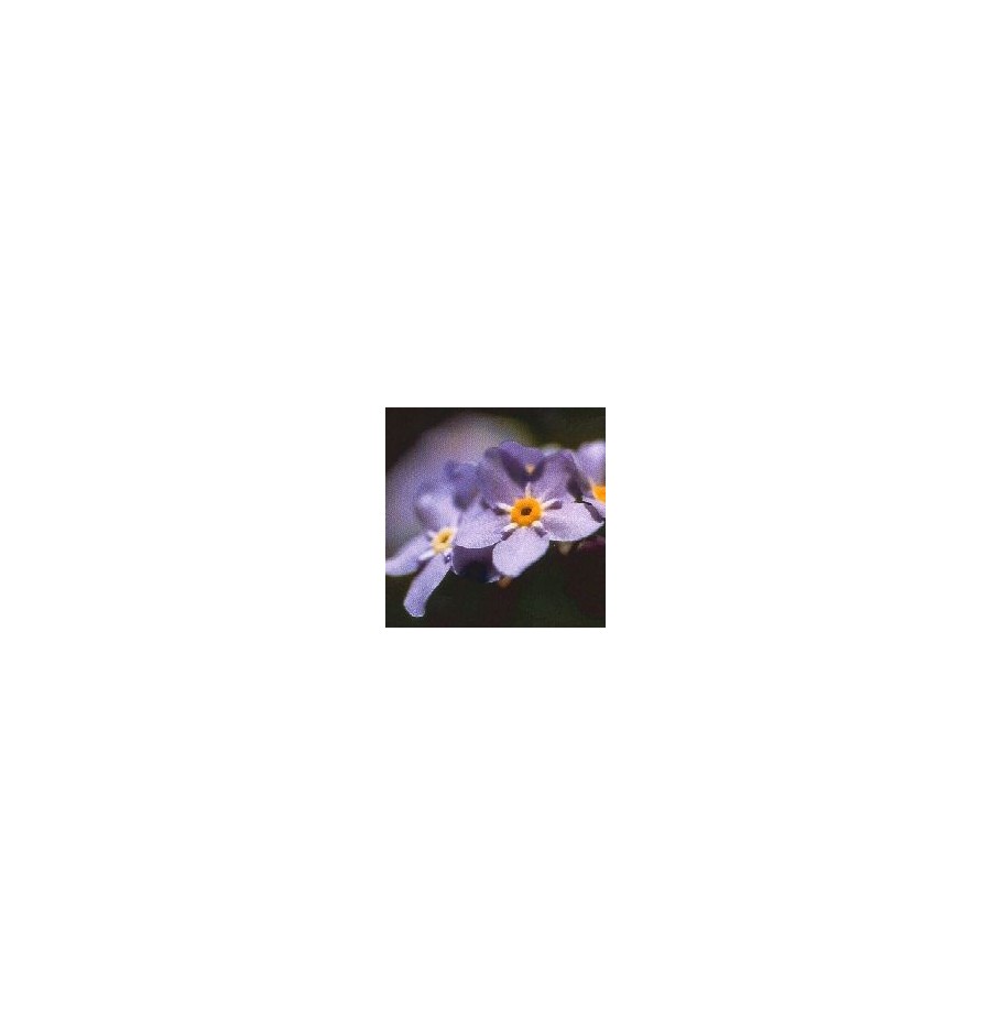 Myosotis élixir