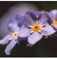 Myosotis* Myosotis*