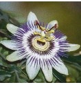 Passiflore* Passiflore*