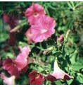 Pétunia* Pétunia*