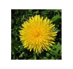 Pissenlit*