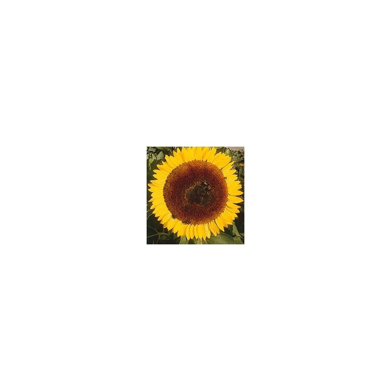 Tournesol*