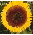 Tournesol* Tournesol*
