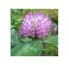 Trèfle Rouge*