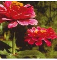 Zinnia élixir