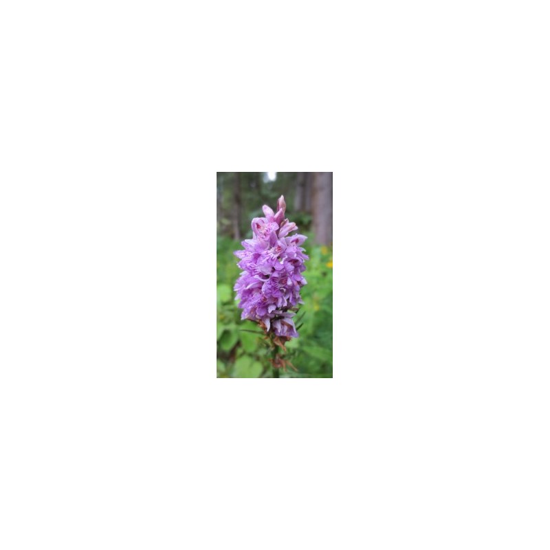 Orchis mâle* Orchis mâle*
