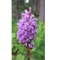Orchis mâle* Orchis mâle*