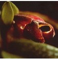 Past-Life Orchid* Past-Life Orchid*