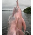 Dauphin Rose* Dauphin Rose*