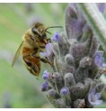 Abeille*