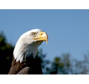 Aigle à tête blanche*