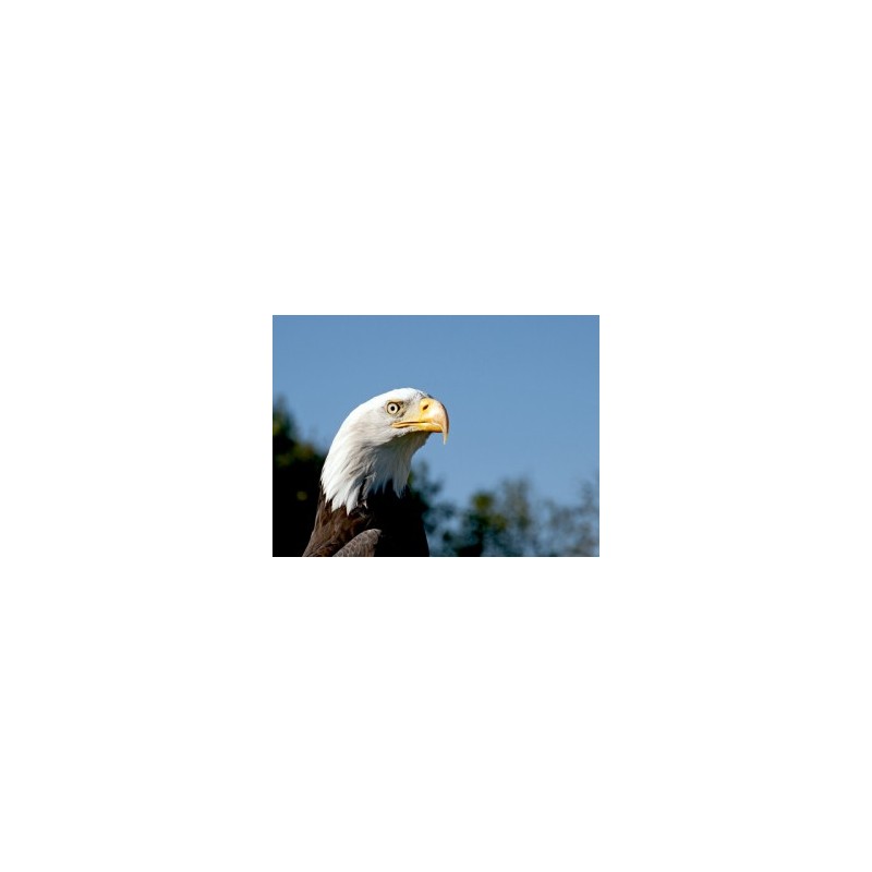 Aigle à tête blanche* Aigle à tête blanche*