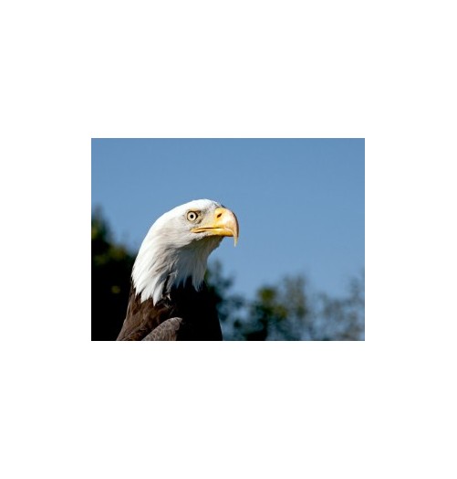 Aigle à tête blanche*