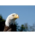Aigle à tête blanche* Aigle à tête blanche*