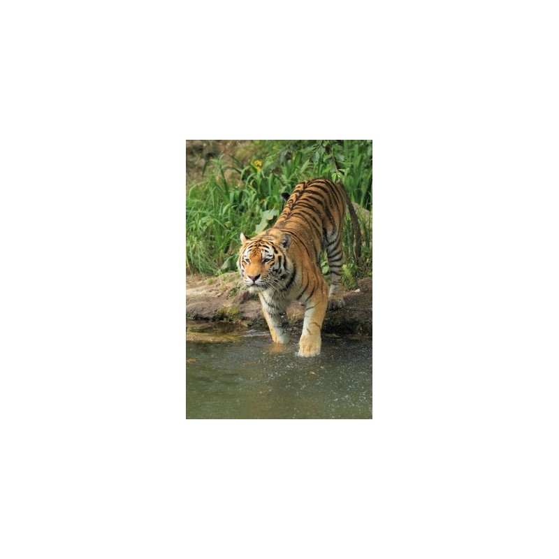 Tigre* Tigre*