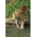 Tigre* Tigre*