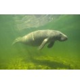 Vache de mer (Lamantin) élixir